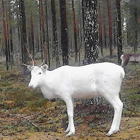 Guest house Holiday House Lapland
