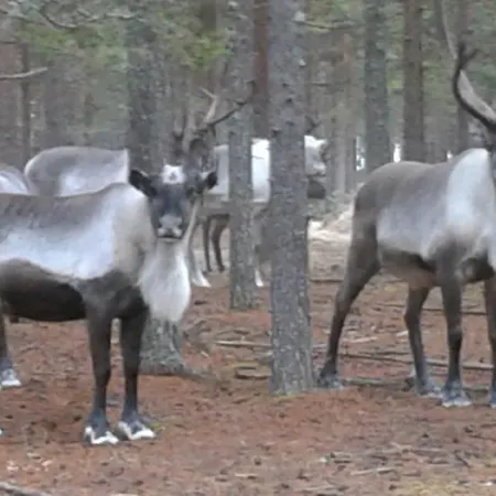 Guest house Holiday House Lapland *